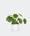 Chinese Money Plant in a white concrete cylinder, Plants & Pots