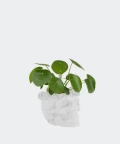 Chinese Money Plant in a white concrete skull, Plants & Pots
