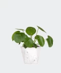 Pilea Peperomiowata w białej doniczce betonowej hex, Plants & Pots