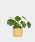 Chinese Money Plant in a yellow concrete cylinder, Plants & Pots
