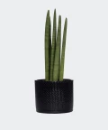 Cylindrical snake plant in a black concrete cylinder, Plants & Pots