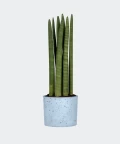 Cylindrical snake plant in a blue concrete cylinder, Plants & Pots