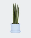 Cylindrical snake plant in a blue pot, Plants & Pots