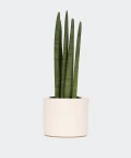 Cylindrical snake plant in a cream yellow cylindrical pot, Plants & Pots