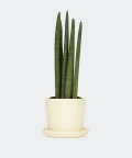 Cylindrical snake plant in a cream yellow pot, Plants & Pots