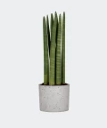 Cylindrical snake plant in a grey concrete cylinder, Plants & Pots