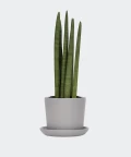 Cylindrical snake plant in a grey pot, Plants & Pots