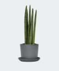 Cylindrical snake plant in a stone pot, Plants & Pots