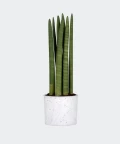 Cylindrical snake plant in a white concrete cylinder, Plants & Pots