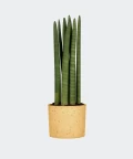 Cylindrical snake plant in a yellow concrete cylinder, Plants & Pots