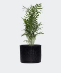Parlour palm in a black cylindrical pot, Plants & Pots