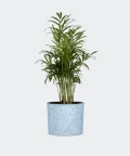 Parlour palm in a blue concrete cylinder, Plants & Pots