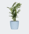Parlour palm in a blue concrete pot, Plants & Pots