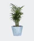 Parlour palm in a blue hex concrete pot, Plants & Pots