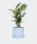 Chamedora Wytworna w niebieskiej doniczce ceramicznej, Plants & Pots