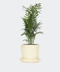 Parlour palm in a cream yellow pot, Plants & Pots