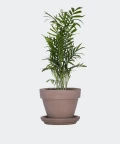 Parlour palm in a gray brick pot, Plants & Pots