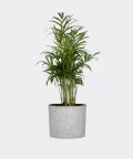 Parlour palm in a grey concrete cylinder, Plants & Pots