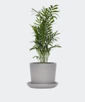Parlour palm in a grey concrete pot, Plants & Pots