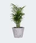 Parlour palm in a grey hex concrete pot, Plants & Pots