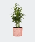 Chamedora Wytworna w różowym betonowym walcu, Plants & Pots