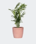 Parlour palm in a pink concrete pot, Plants & Pots