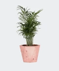 Parlour palm in a pink hex concrete pot, Plants & Pots