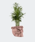 Parlour palm in a rose gold concrete skull, Plants & Pots