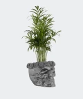 Chamedora Wytworna w stalowej betonowej czaszce, Plants & Pots