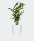Parlour palm in a white concrete pot, Plants & Pots