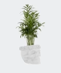 Parlour palm in a white concrete skull, Plants & Pots