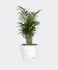 Parlour palm in a white hex concrete pot, Plants & Pots