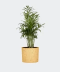 Parlour palm in a yellow concrete cylinder, Plants & Pots