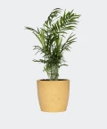 Parlour palm in a yellow concrete pot, Plants & Pots