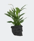 Peace lily in a black concrete skull, Plants & Pots