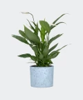 Peace lily in a blue concrete cylinder, Plants & Pots