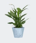 Peace lily in a blue hex concrete pot, Plants & Pots