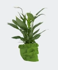 Skrzydłokwiat w zielonej betonowej czaszce, Plants & Pots