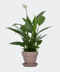 Peace lily in a grey brick pot, Plants & Pots