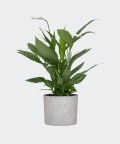 Peace lily in a grey concrete cylinder, Plants & Pots