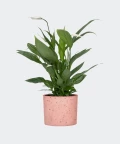 Peace lily in a pink concrete cylinder, Plants & Pots