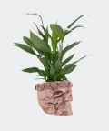 Peace lily in a rose gold concrete skull, Plants & Pots