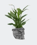 Peace lily in a steel concrete skull, Plants & Pots