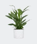 Peace lily in a white concrete cylinder, Plants & Pots