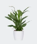 Peace lily in a white concrete pot, Plants & Pots