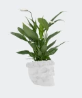 Peace lily in a white concrete skull, Plants & Pots