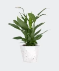 Peace lily in a white hex concrete pot, Plants & Pots