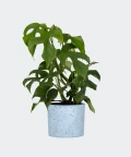 Philodendron Minima in a blue concrete cylinder, Plants & Pots