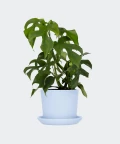 Filodendron Minima w niebieskiej doniczce ceramicznej, Plants & Pots