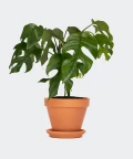 Philodendron Minima in a brick pot, Plants & Pots